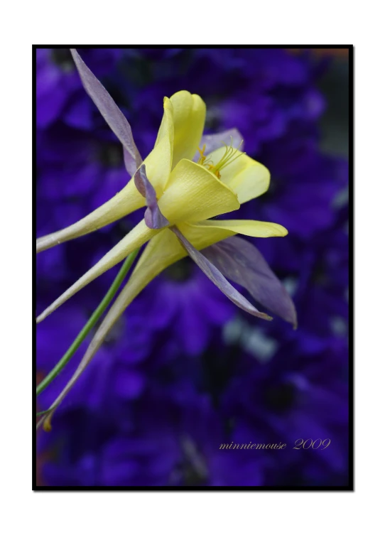 a close up of a yellow flower with a blurry background