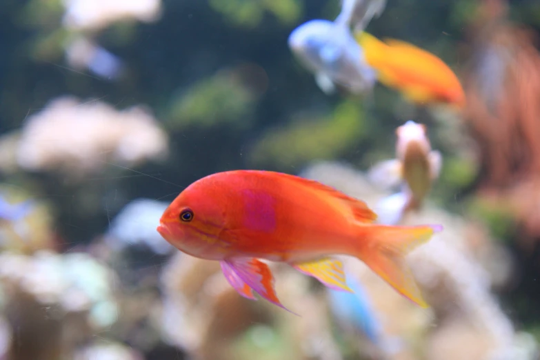 red, orange and white fish floating in an aquarium