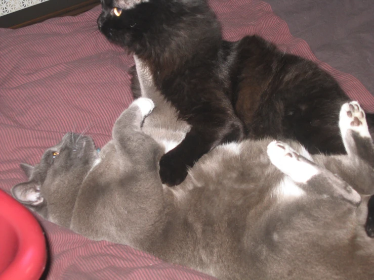 the black cat lays on the other gray cat on the bed