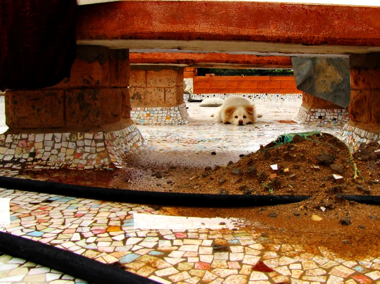 a white dog sitting in front of a pile of dirt