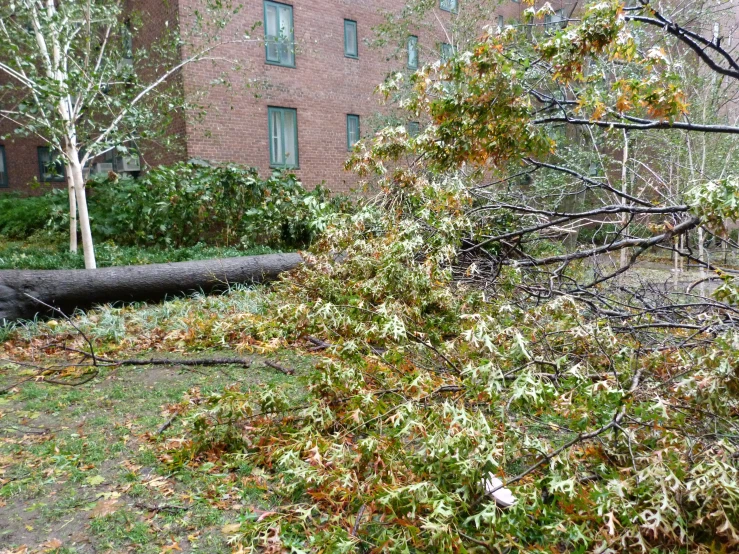 a tree is knocked over on top of a large nch