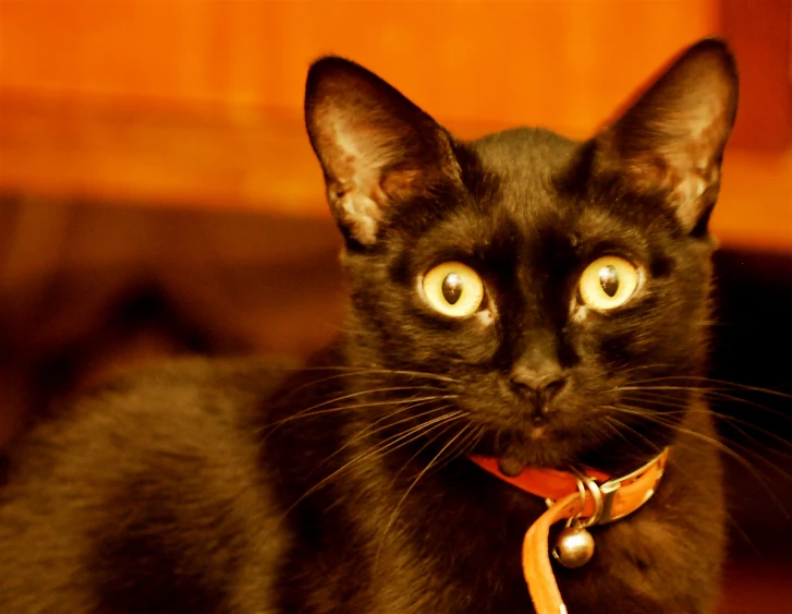 a black cat has an interesting look on its face