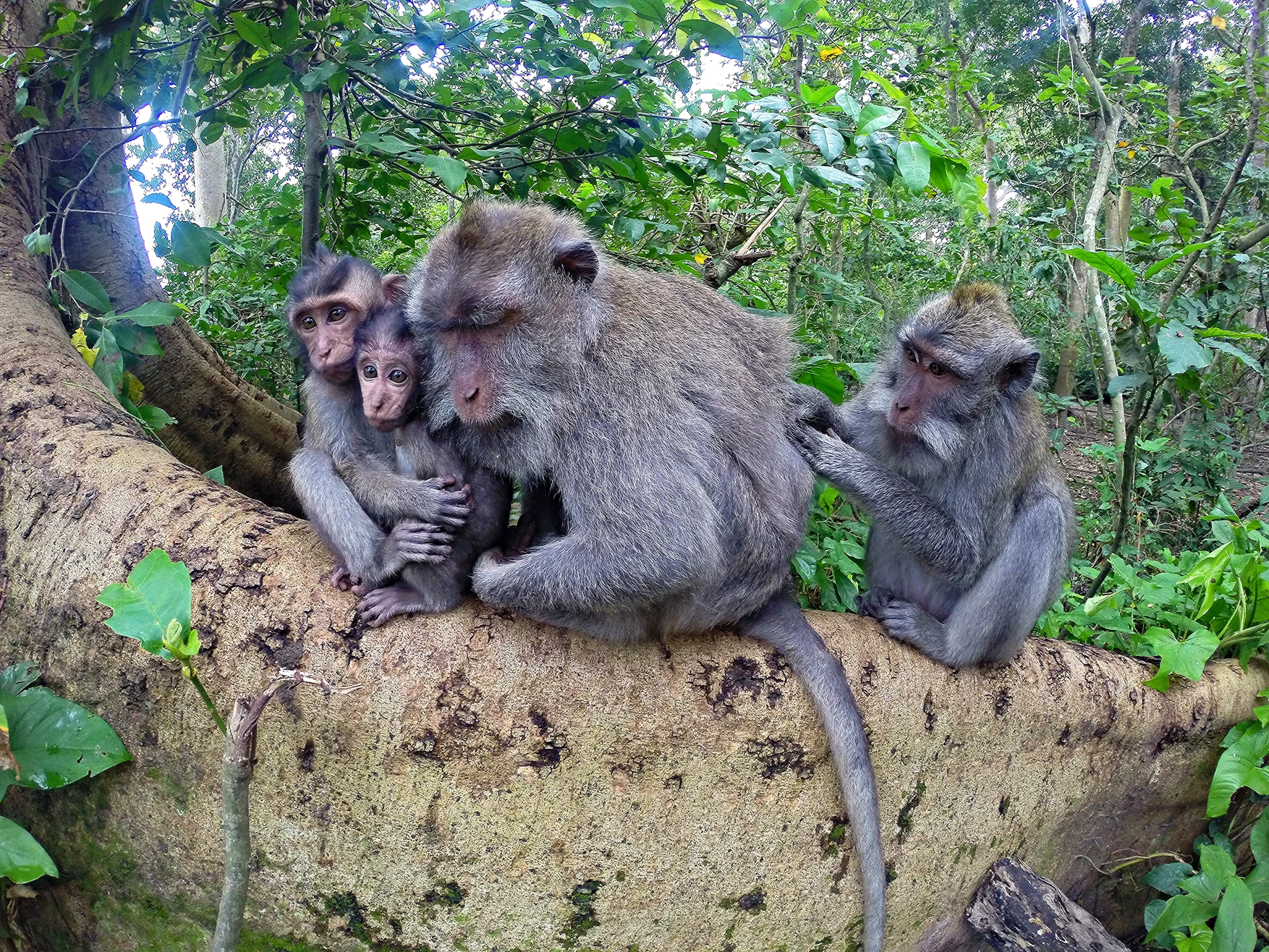 two monkeys sitting in the trees one on the back is holding its baby