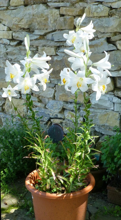 a pot with white flowers is outside