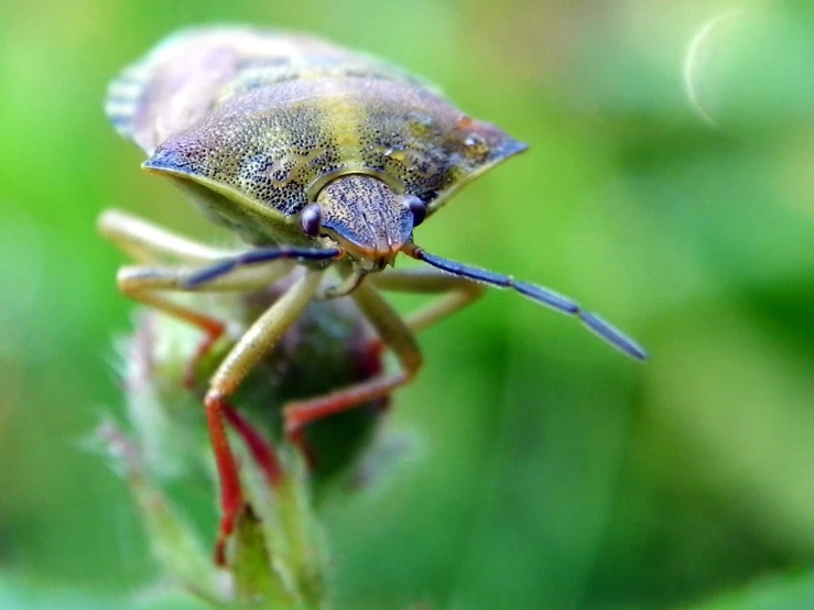 a small insect sits on a small plant