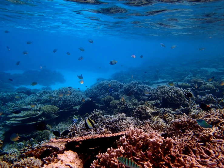 there are fish swimming over a large coral reef