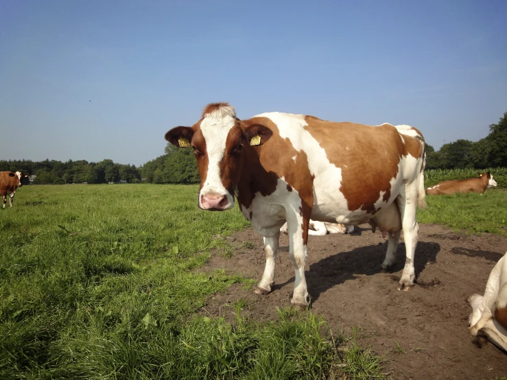 cows in a grassy field with trees and blue sky