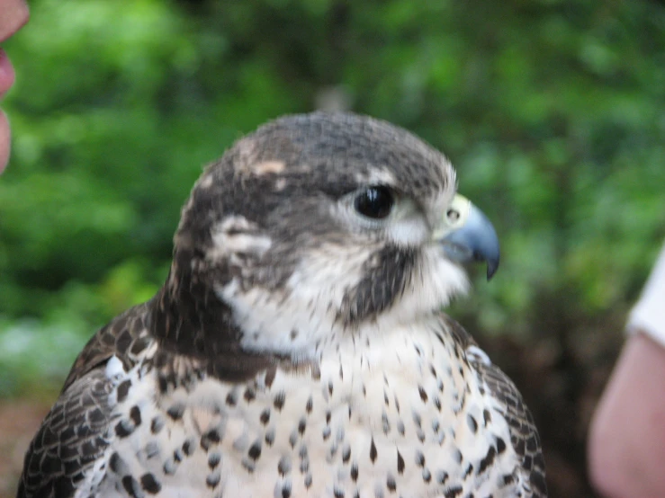 a small bird perched on top of someone's hand