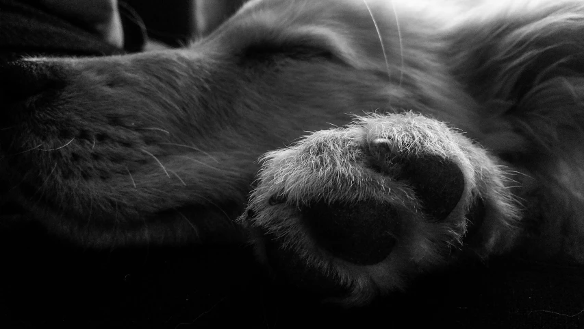 a black and white image of a dog's paw and face