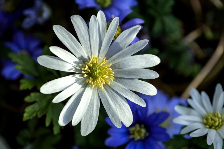 a group of white and blue flowers growing together