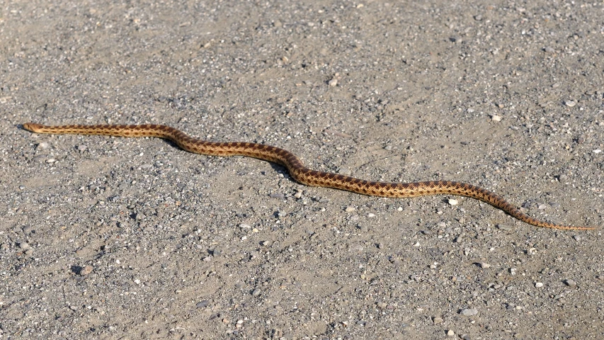 a snake is sitting on the ground by itself