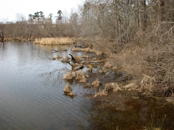 a bird standing in the water with a dead tree