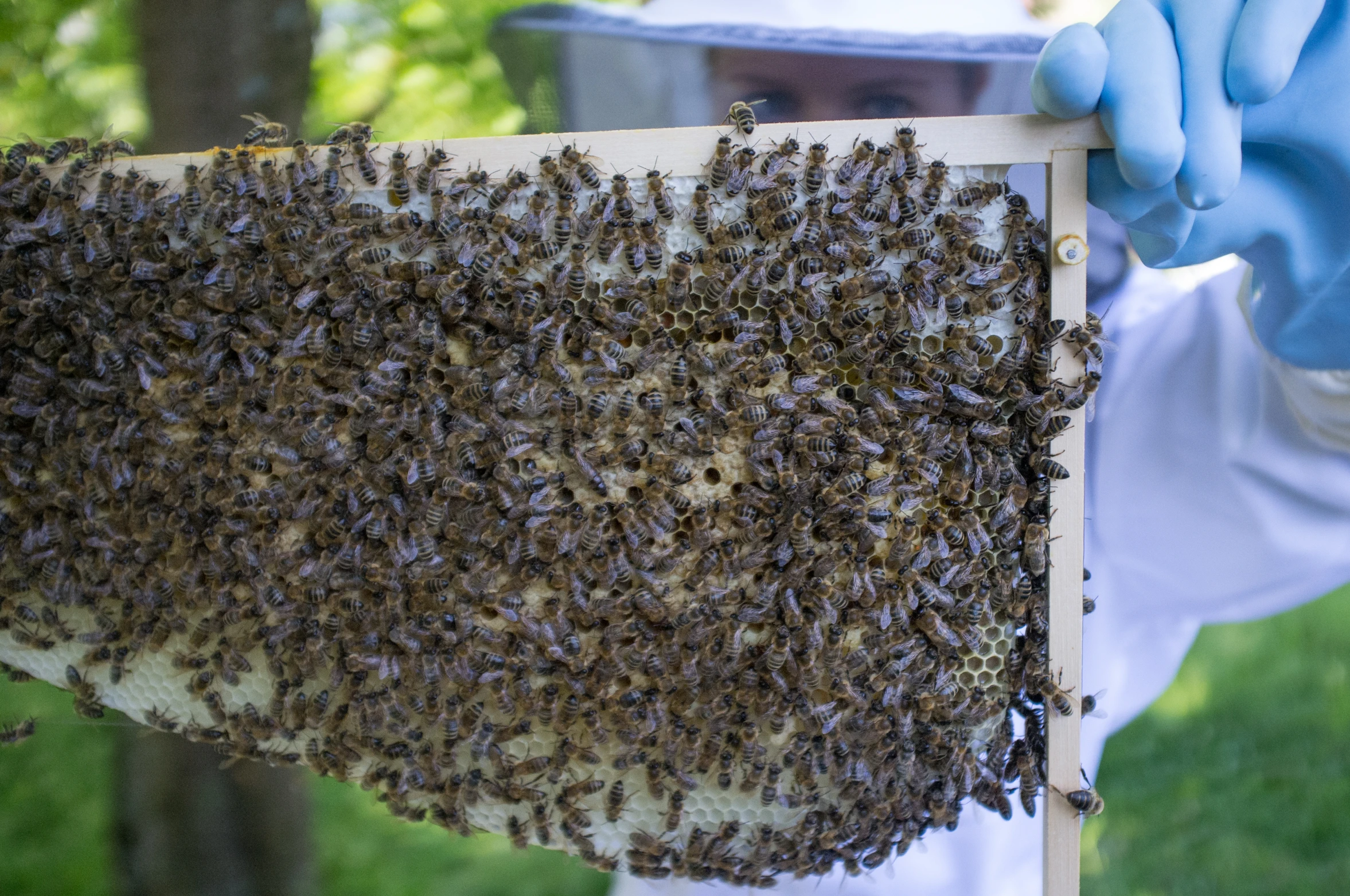 the large group of bees are in the frame