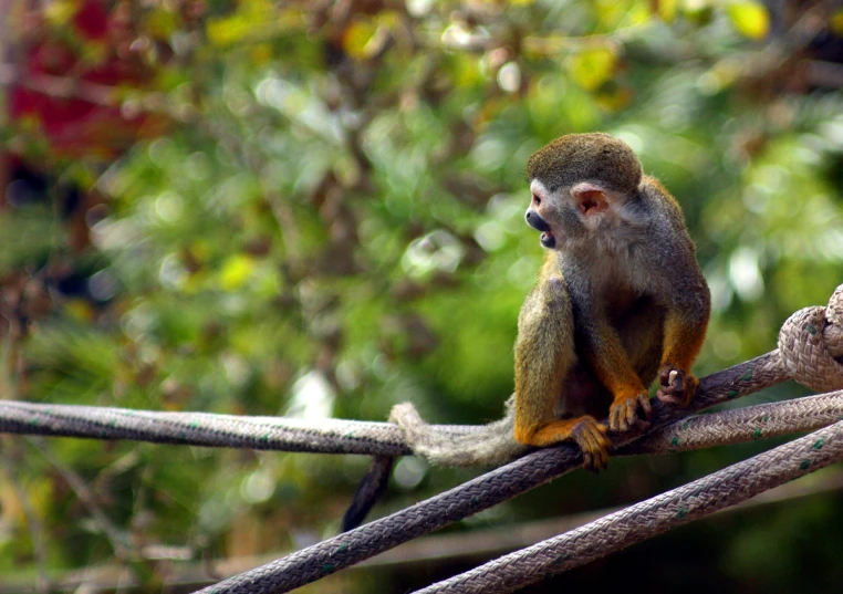 a small squirrel sits on a rope, looking around