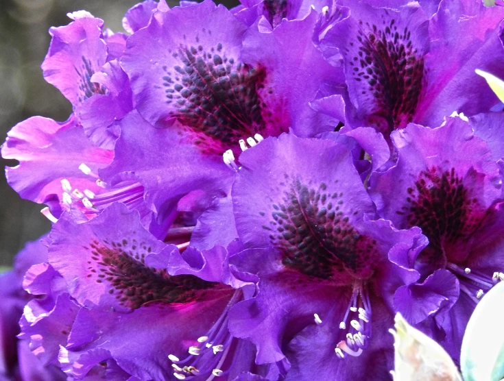 a closeup s of a purple flower