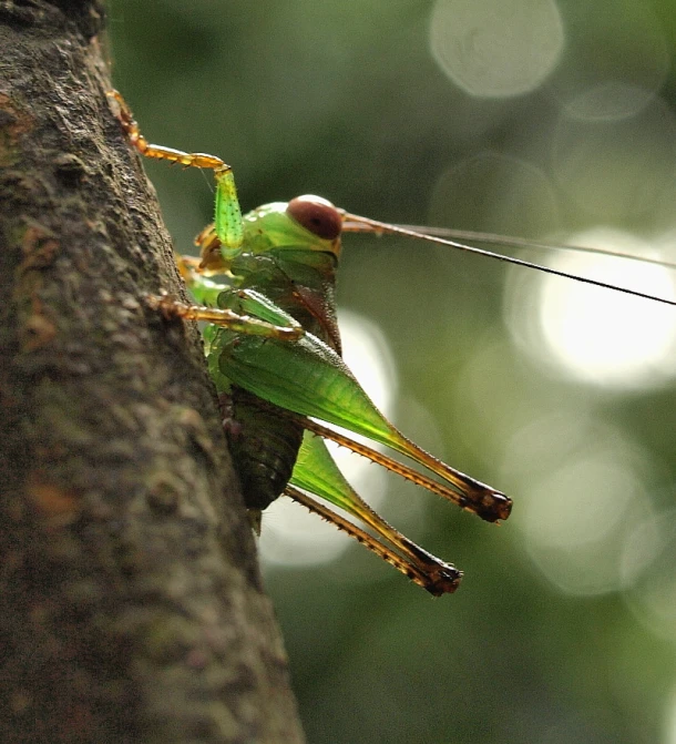 a grasshoppers standing in front of a tree