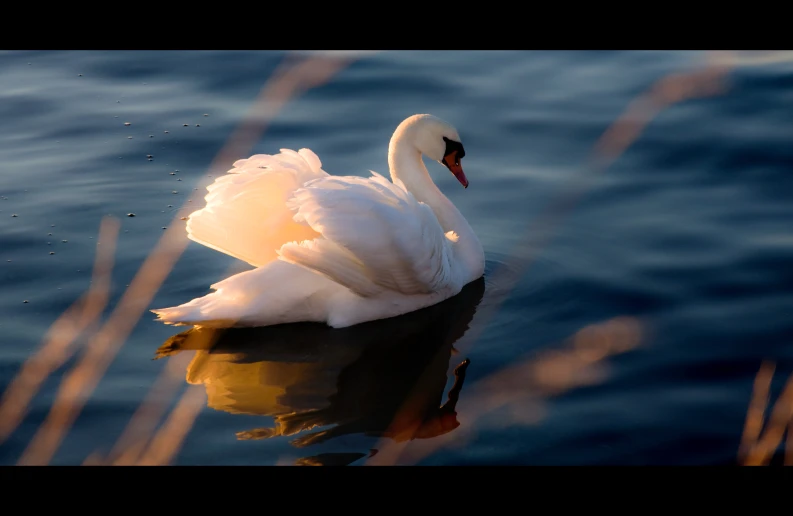 white swan resting in water on sunny day