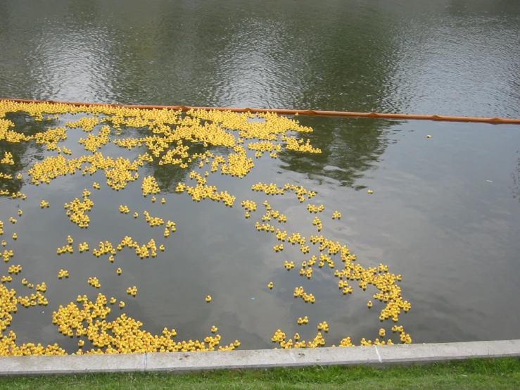 a large bunch of small yellow ducks floating in some water