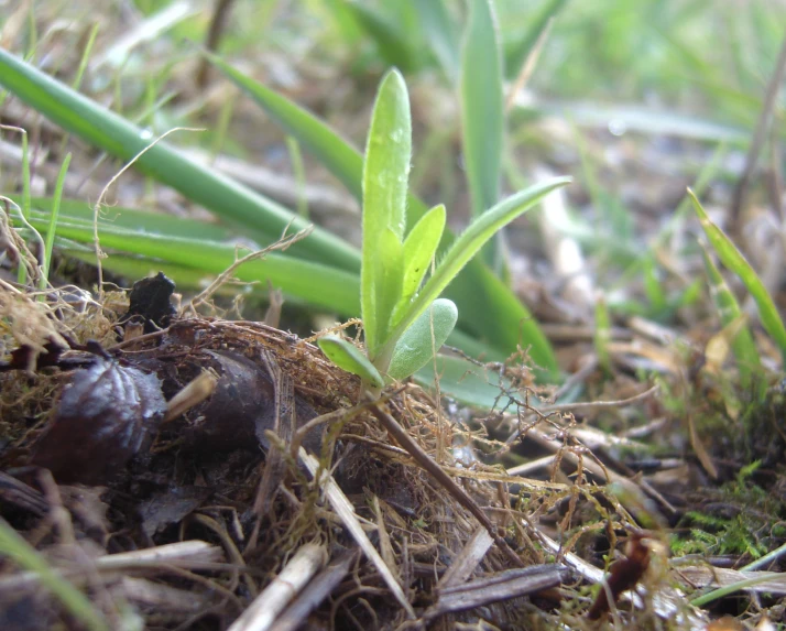 there is a small plant on the ground