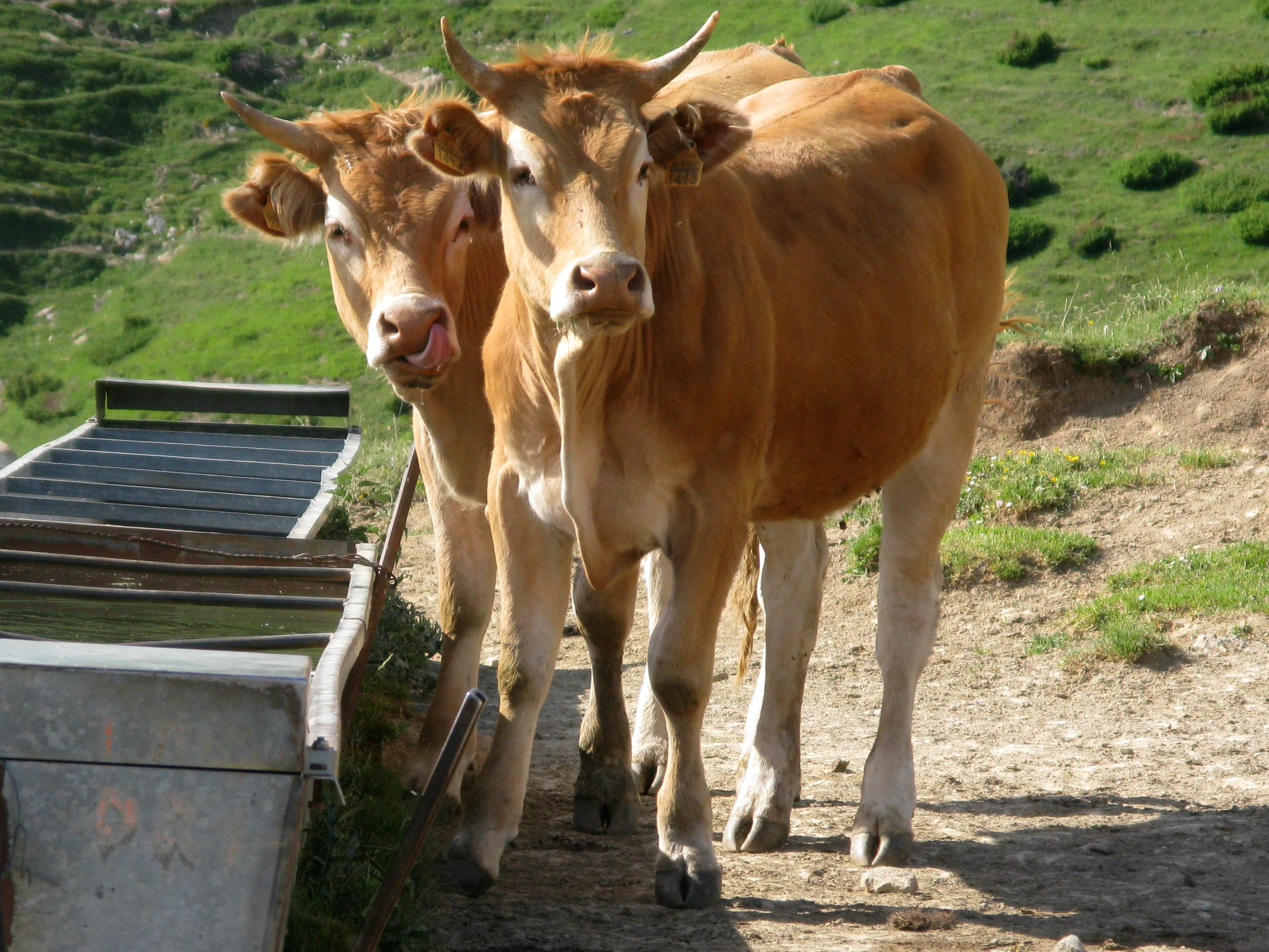 two cows are standing near each other on a hill