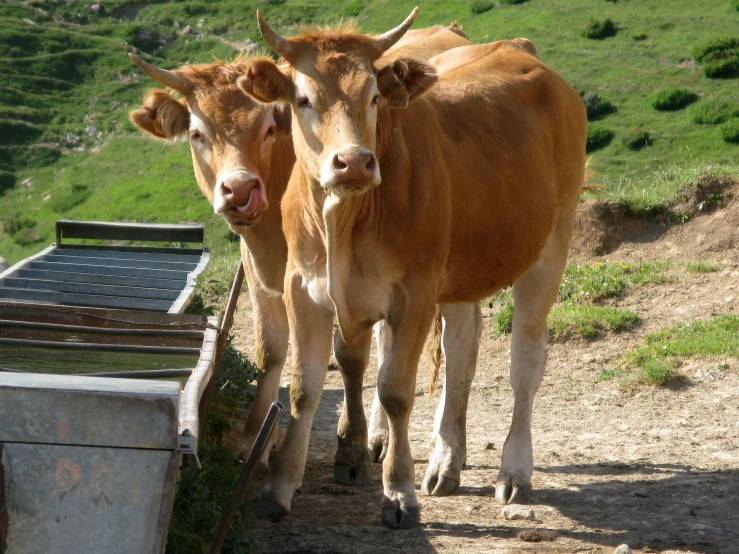 two cows are standing near each other on a hill