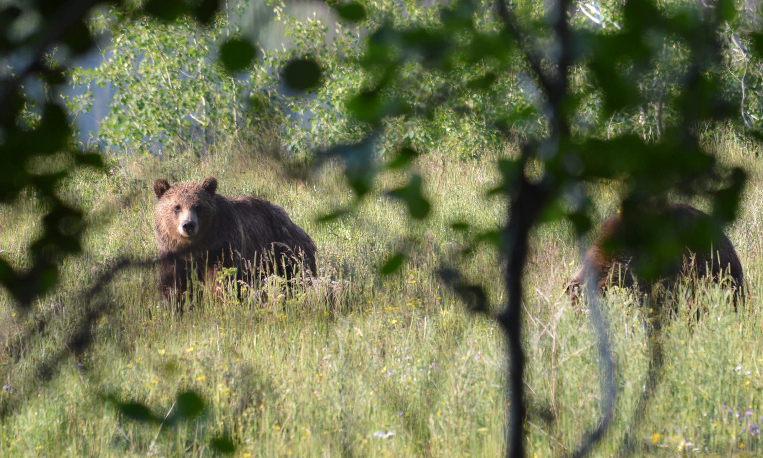 two bears that are walking through some grass