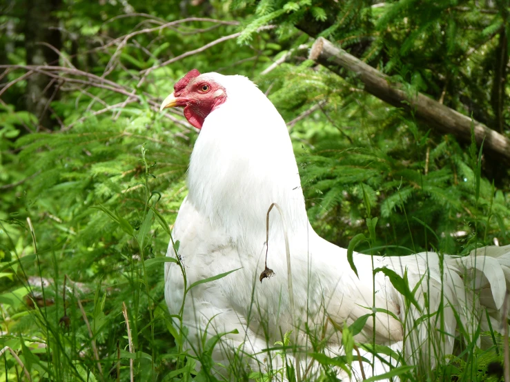 white chicken sitting in the middle of some grass and trees