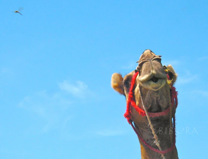 a camel with red decorations around its head