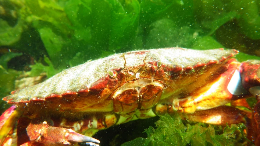 an ocean animal is sitting on the coral