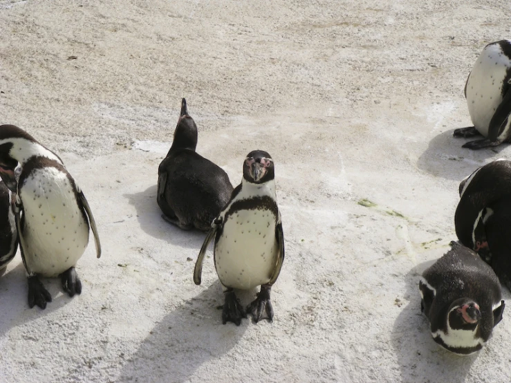 there are several penguins on the ground together