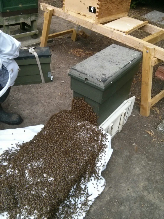 bees getting ready to be shipped into their hive boxes