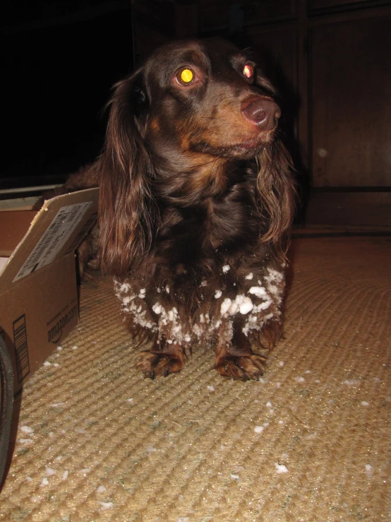 a brown dog sits near a cardboard box