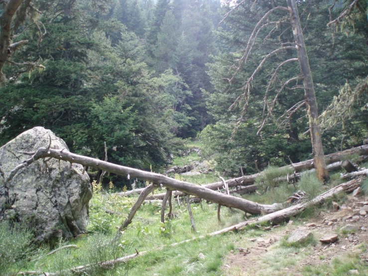 a large rock that is next to some trees