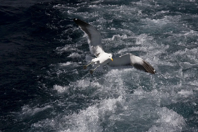 bird taking off on a dark ocean wave