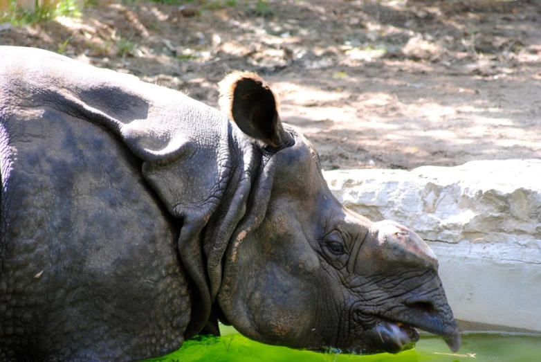 a large rhino drinking from a stream in the wild