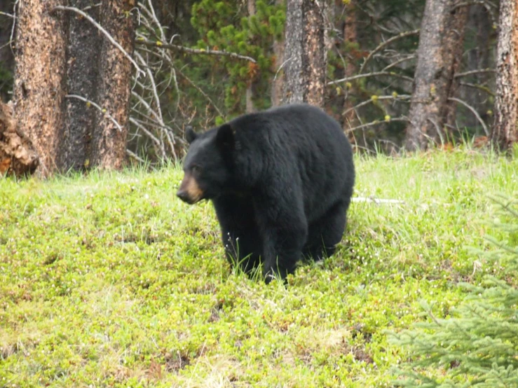 a black bear stands in a grassy field with trees