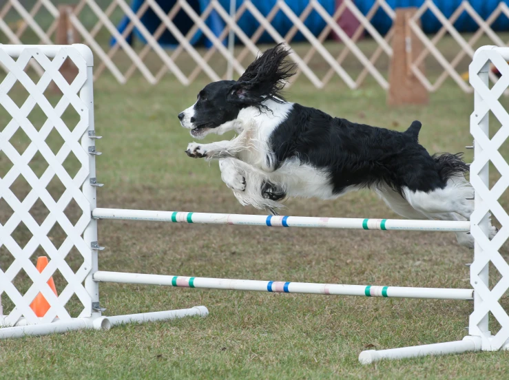 dog jumping over obstacle in small obstacle course