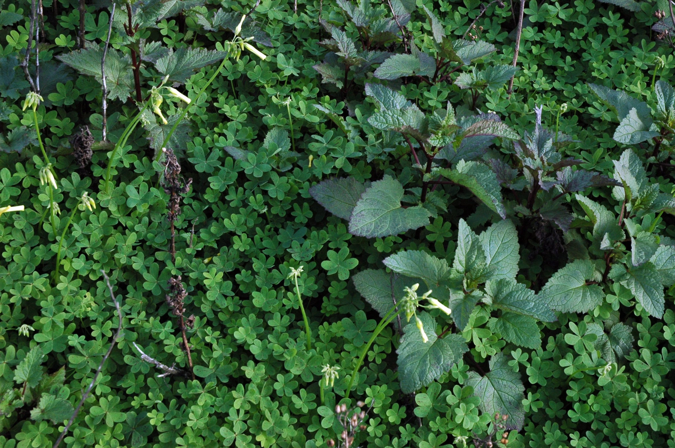 close up picture of leaves and plants growing in the forest