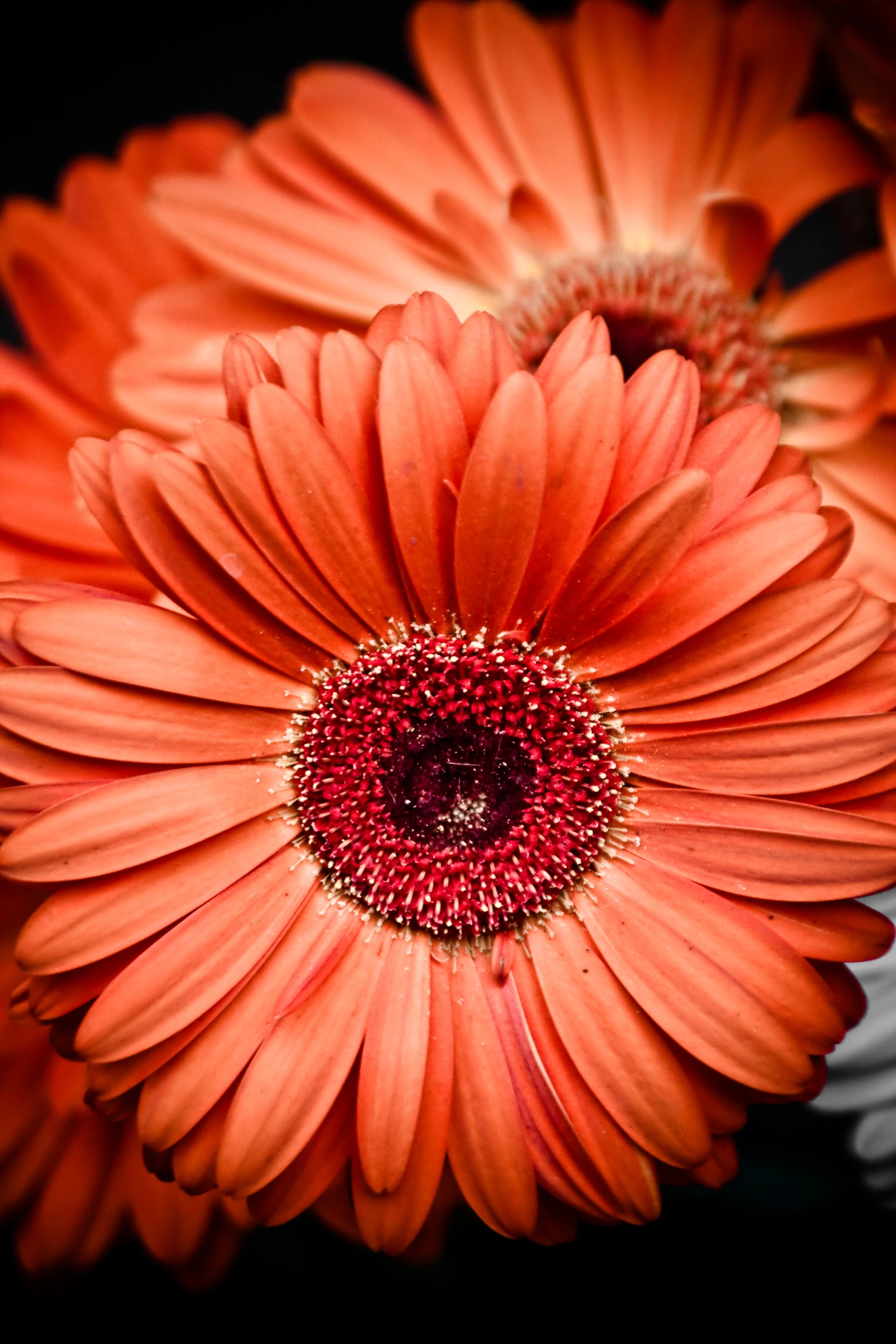 close up picture of two large orange flowers