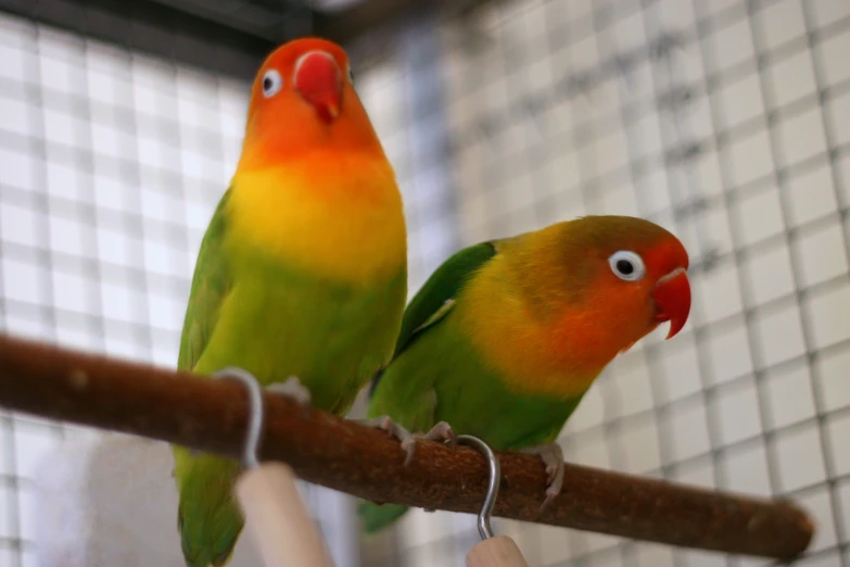 two green and yellow birds are perched on a nch