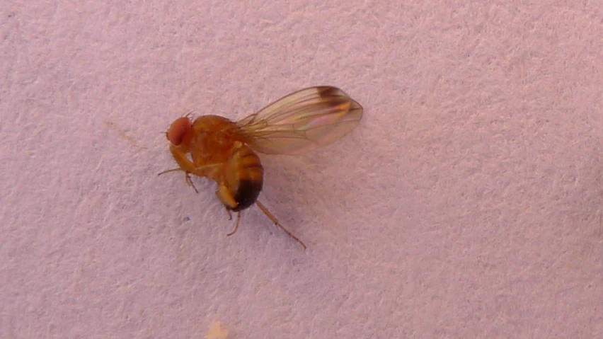 a close up of a fly on a white wall