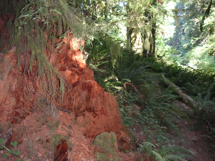 the view of a red hill from within a forest