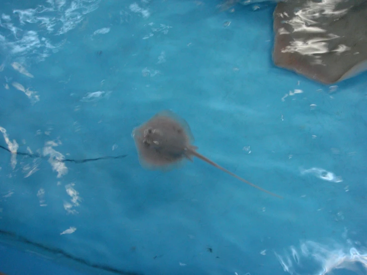 some sort of animal in a pool that is very blue