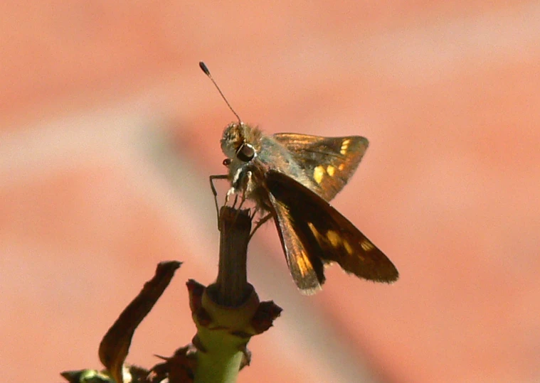 a brown and black moth sitting on a plant