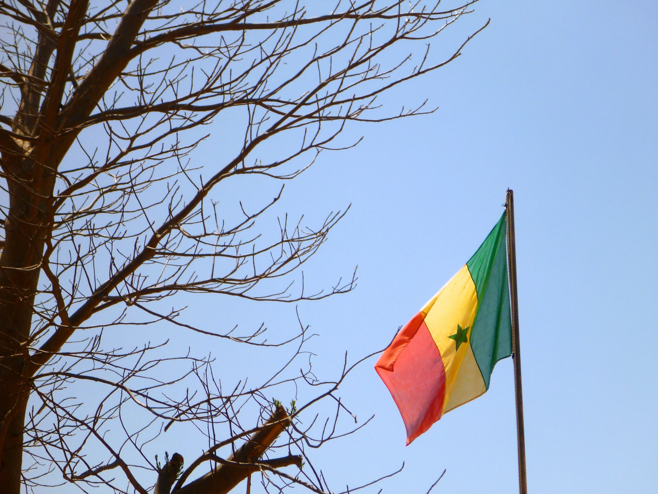 an african flag flying in the wind next to a tree