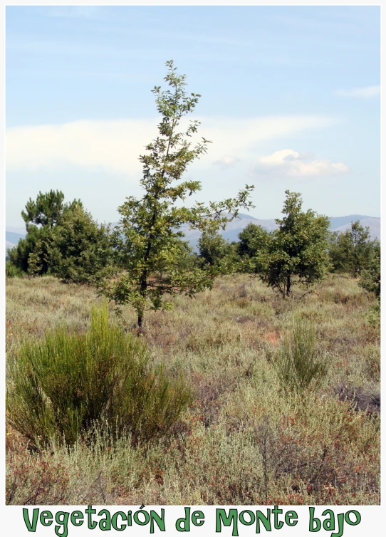 an image of an open field with plants