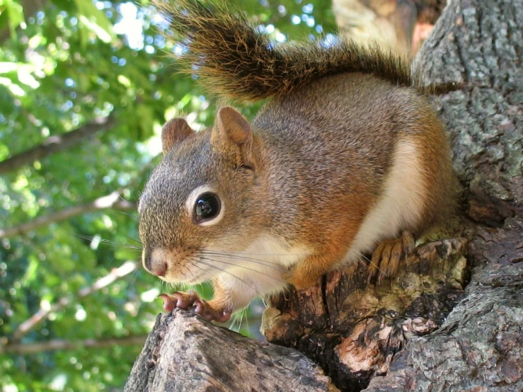 squirrel eating in tree next to large tree trunk