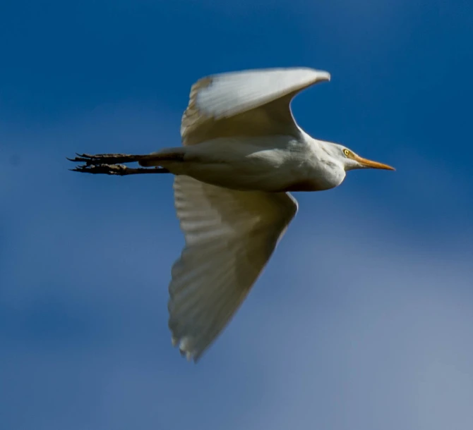 a bird flying through the air with its wings spread out