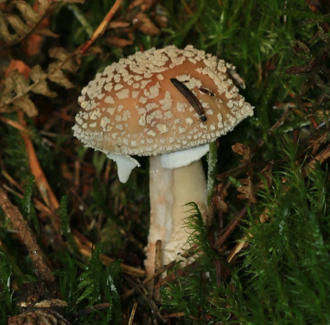 a close up of a mushroom near some pine trees