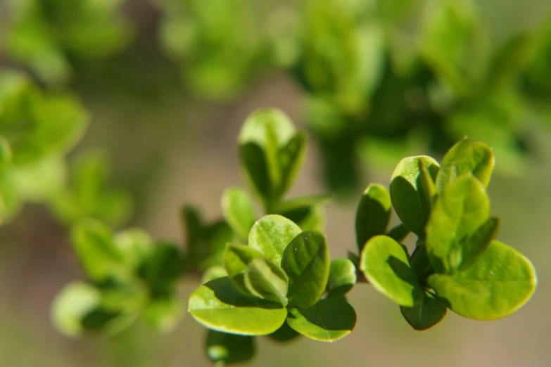 close up of some little green leaves